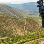 secret wine cellars of the Alentejo region in Portugal