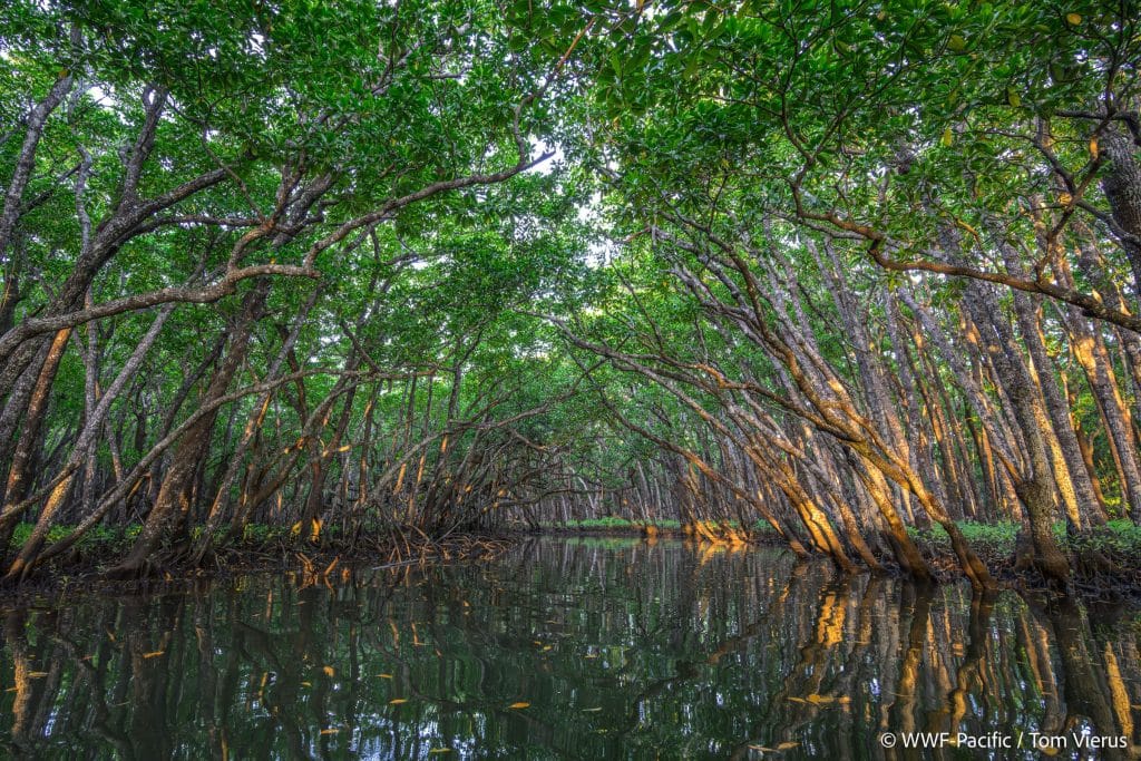 Fiji Mangrove Forests